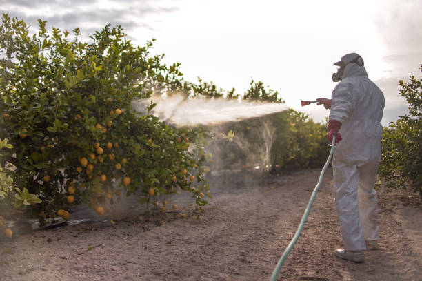 Best Flea Control Services  in West Hammond, NM
