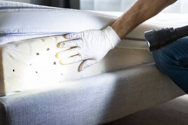 Best Insect Control  in West Hammond, NM
