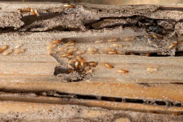 Pest Prevention Services in West Hammond, NM