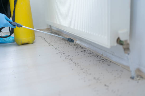 Best Ant Control Services  in West Hammond, NM